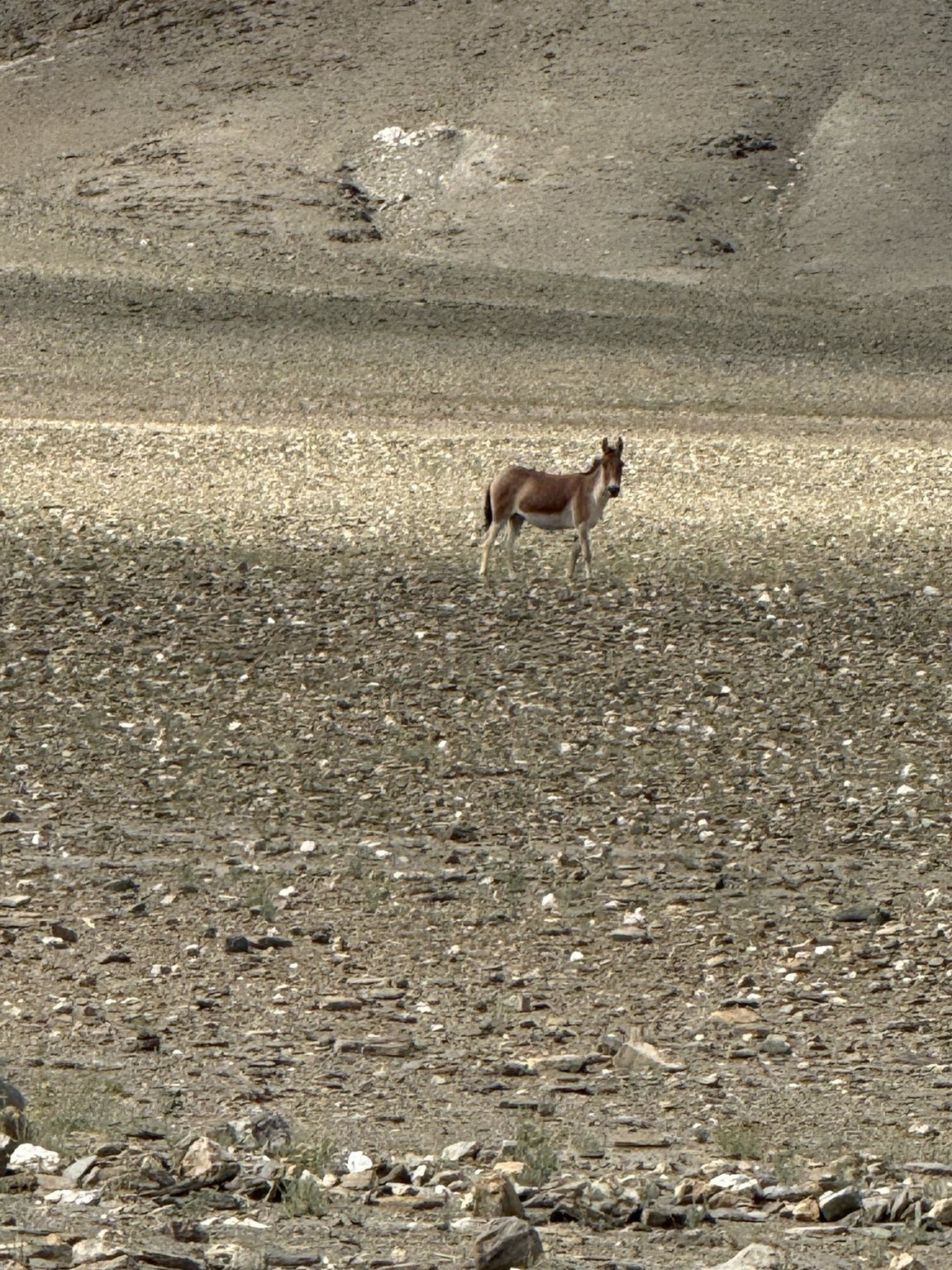 Leh Extravaganza motorcycle journey photograph